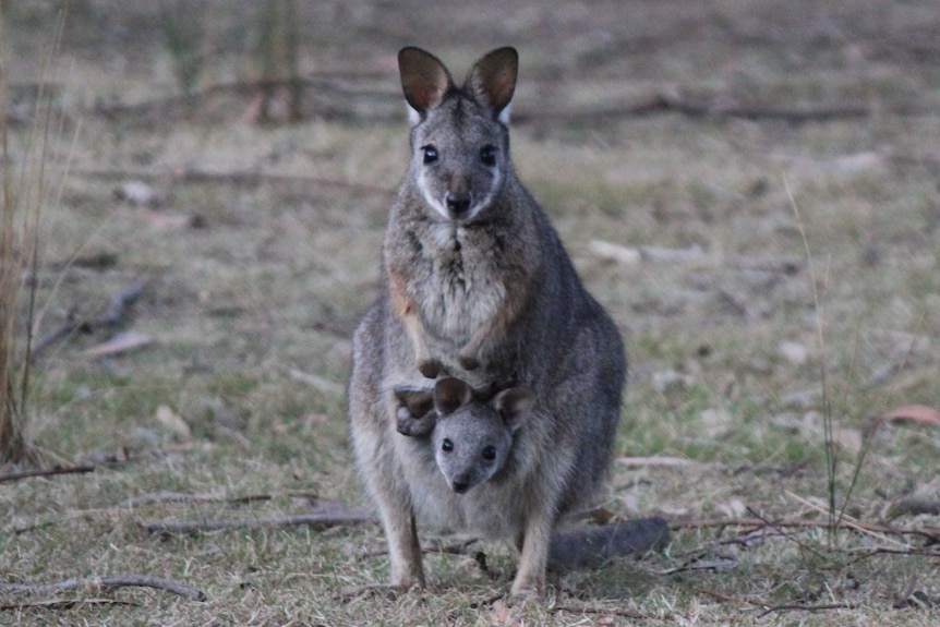 a tammar wallaby and joey in pouch both looking at the camera
