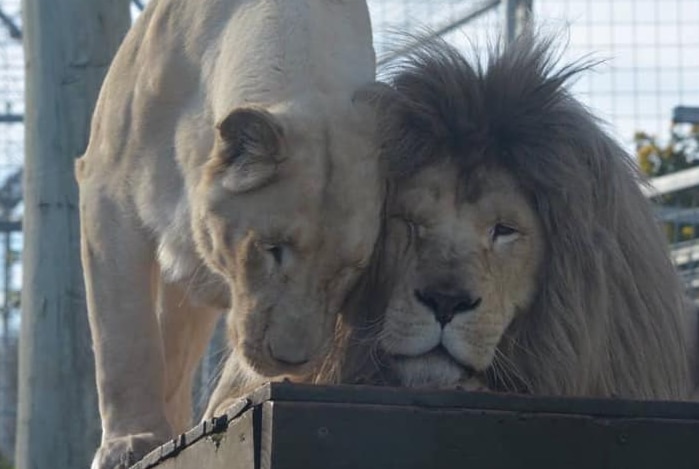 Lions in captivity at Zoodoo, Tasmanian wildlife park, Richmond.