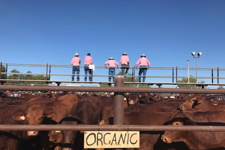 Organic sign in front of cattle pen with cattle in it and agents standing on walk way above.