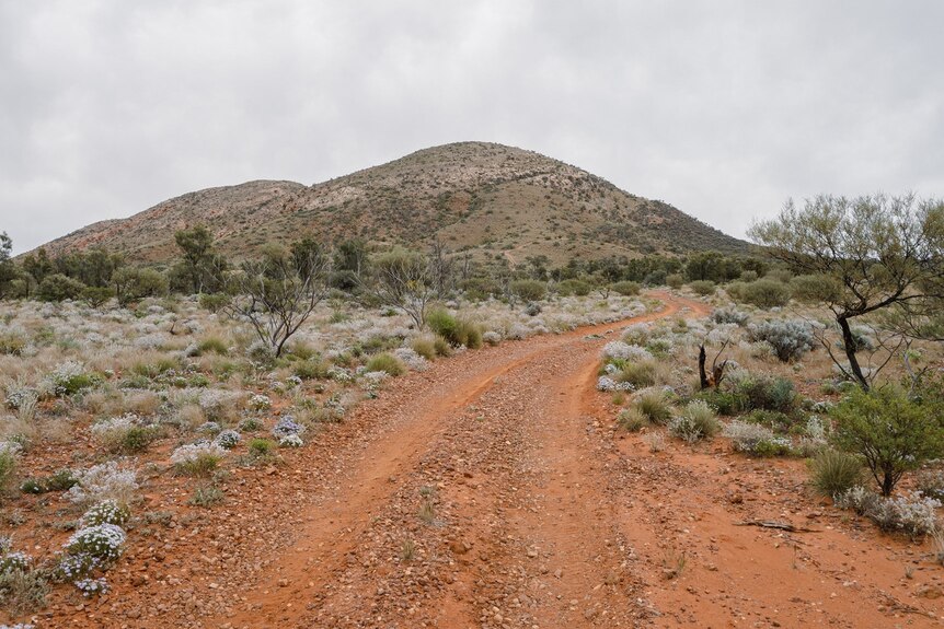 Red dirt road leading up to small treeless hill, low scrub near road