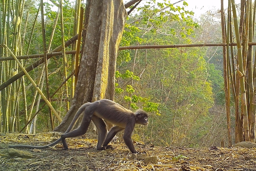  Popa langur with deep white circles under its eyes moves along a forest floor.