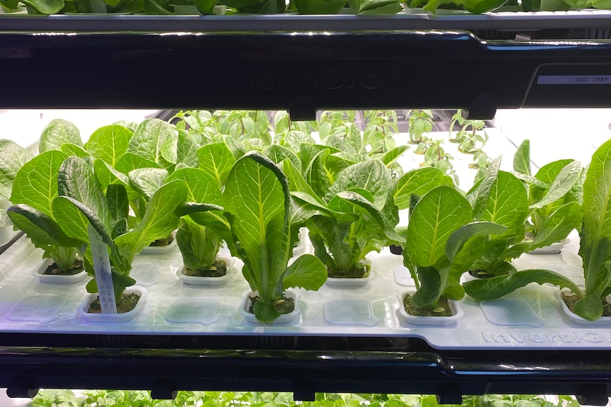 Trays of lettuce in a light filled box.