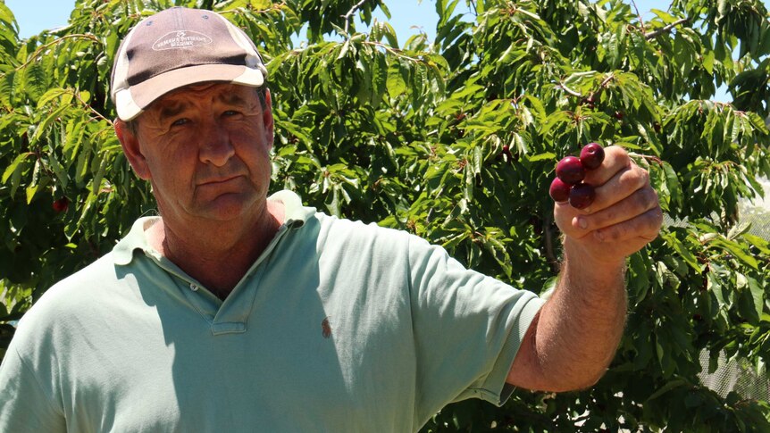 Grant Wotton in his cherry orchard.