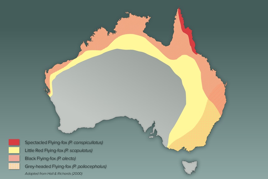 Map showing the distribution of flying foxes around Australia.