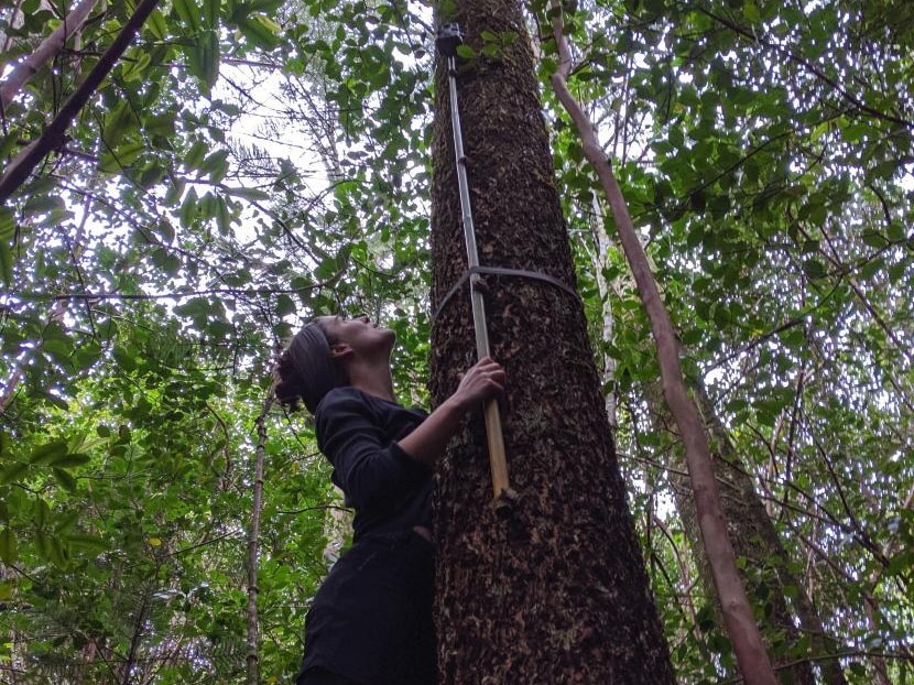 Scientist Allie Nance setting a camera up a tree to study birds