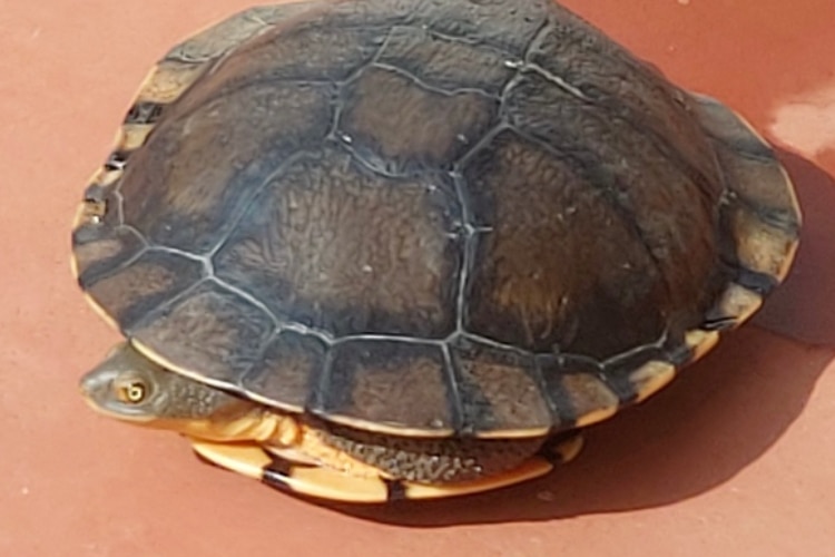 A female long neck turtle was found by police following a high speed interstate police chase. 