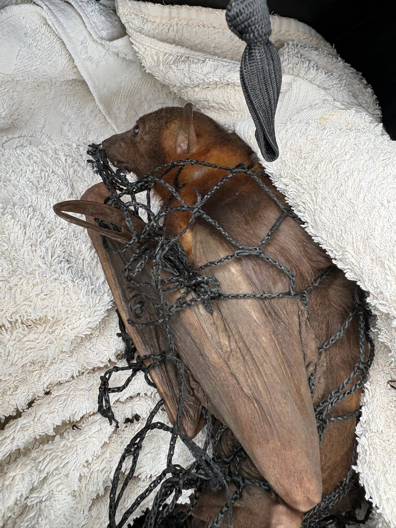 Um morcego deitado sobre uma toalha enrolada em uma rede.