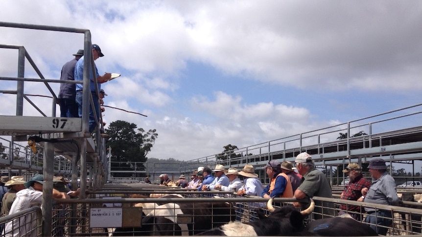 Agents and beef farmers looking on at the Quoiba saleyards in Tasmania's north-west as old cows are sold for high prices