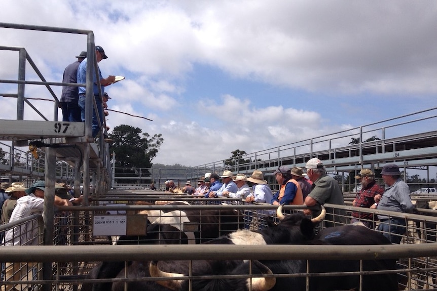 Agents and beef farmers looking on at the Quoiba saleyards in Tasmania's north-west as old cows are sold for high prices