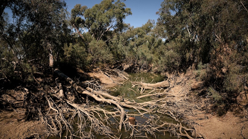 Trees down over a river.