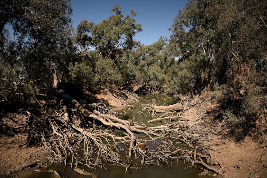 Trees down over a river.