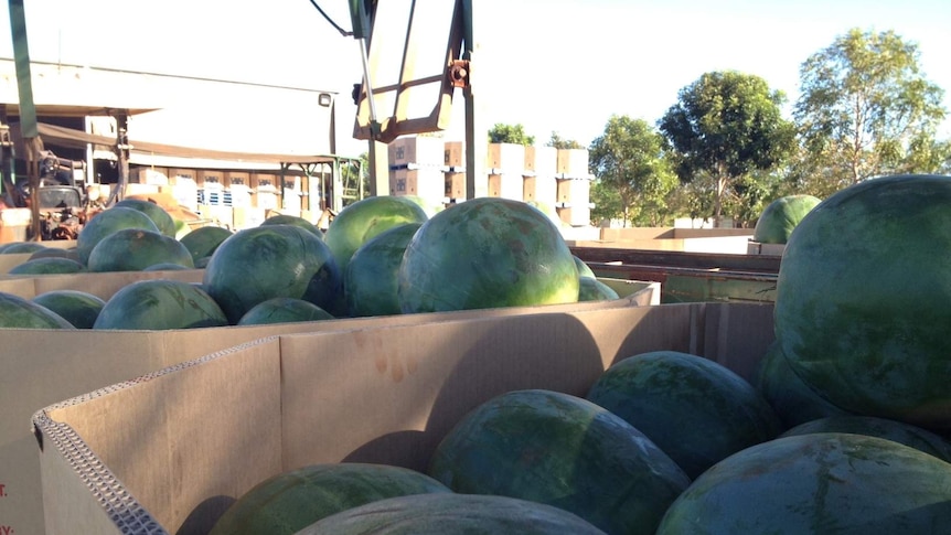 Watermelons selling well