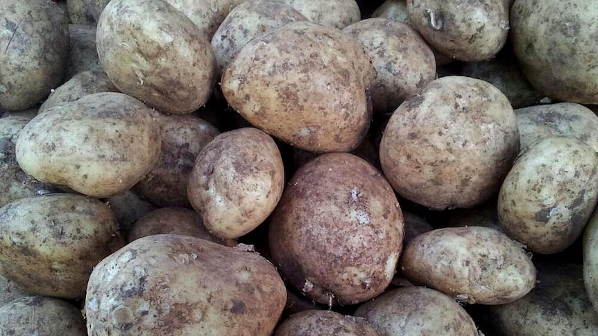 Unwashed potatoes