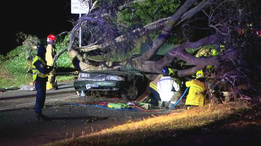 A car with a fallen tree lying on top of it and emergency workers around it.