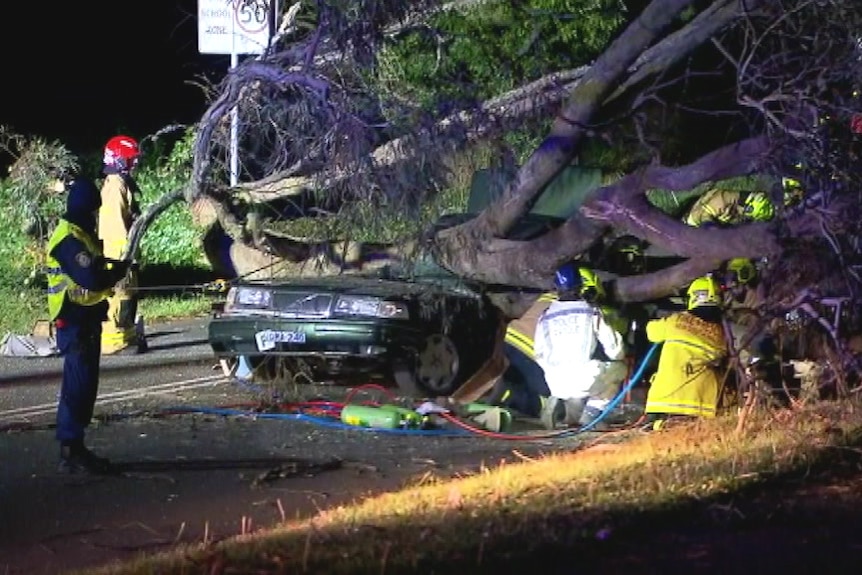A car with a fallen tree lying on top of it and emergency workers around it.
