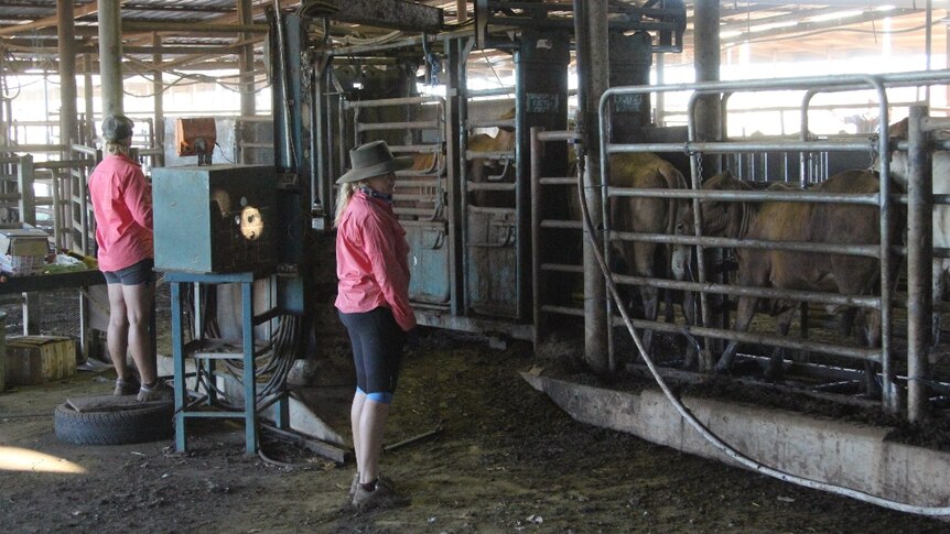 Two workers weighing cattle in a cattle crush at the Katherine cattle yards.