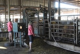 Two workers weighing cattle in a cattle crush at the Katherine cattle yards.