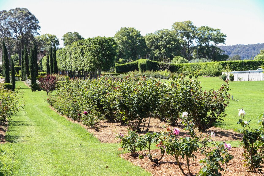 A splendiferous garden displaying rose bushes planted in rows.