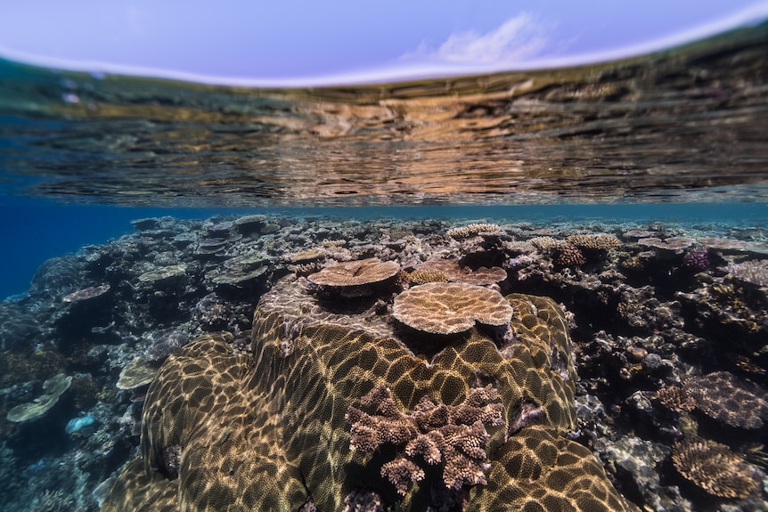 Coral reefs