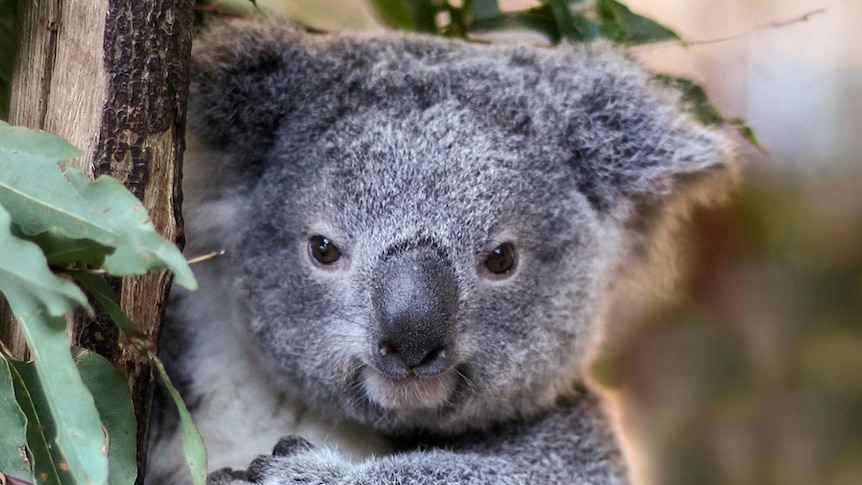 Hermit the koala sits in a tree fork in an enclosure at Lone Pine Koala Sanctuary in Brisbane.