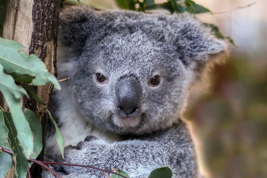 Hermit the koala sits in a tree fork in an enclosure at Lone Pine Koala Sanctuary in Brisbane.