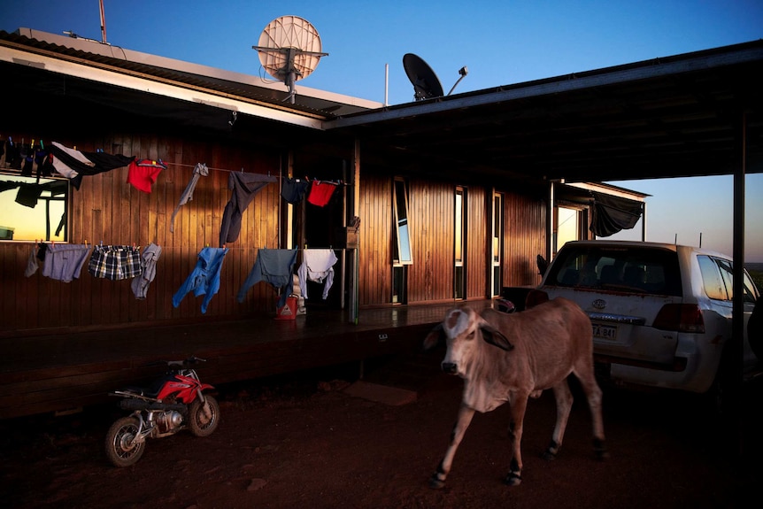 A cow walks past the clothes line at the Yougawalla Station homestead early in the morning