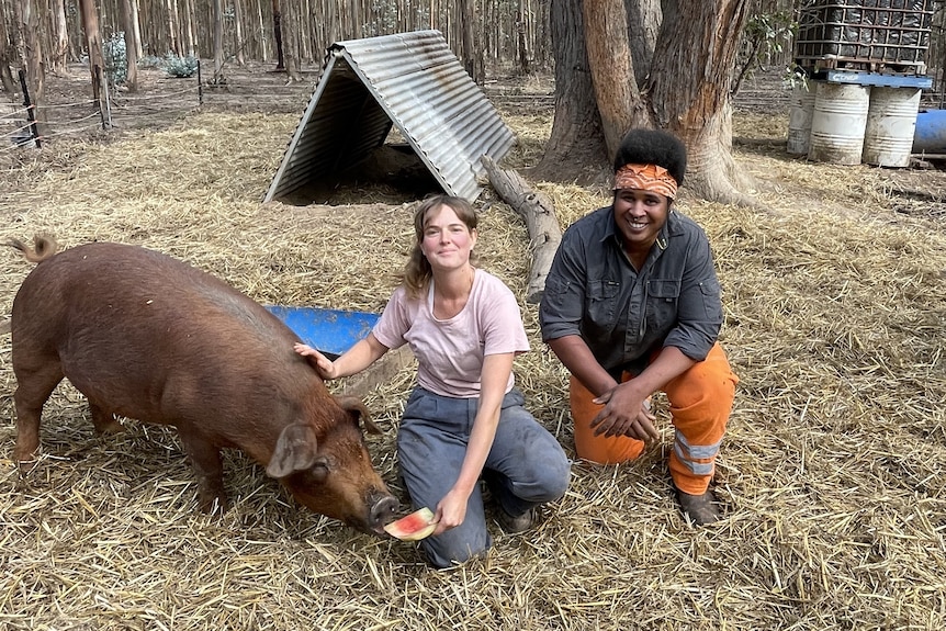 Two women knelt down next to a large pig feeding it watermelon in a forest setting. 