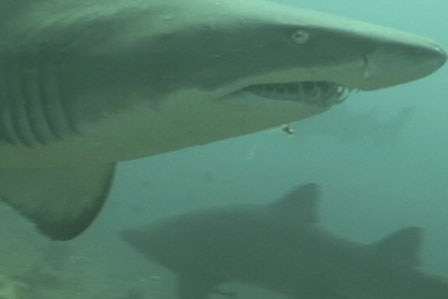 Grey nurse shark.