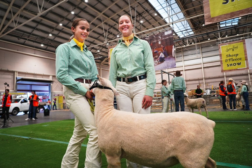 Two girls in uniform stand behind a trimmed sheep