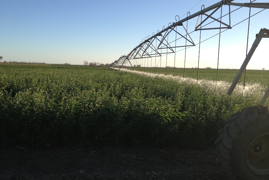 A lateral irrigation system is watering a vast green crop of cotton.