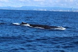 The whales were quite active when they were found about three nautical miles off the coast.