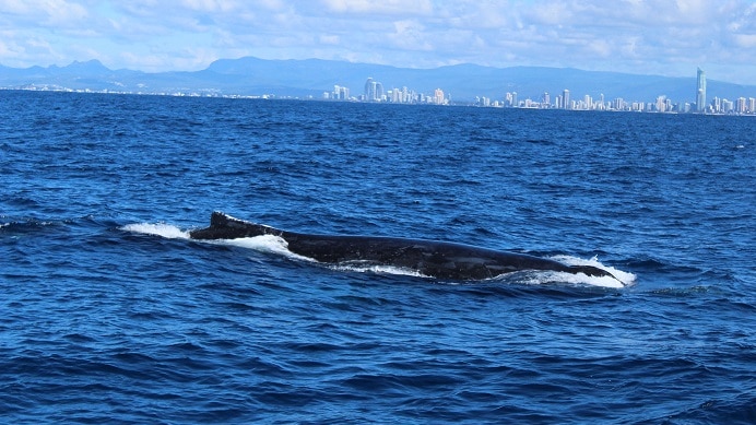 The whales were quite active when they were found about three nautical miles off the coast.