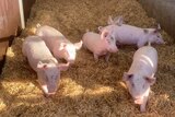 Small pigs in a pen with straw