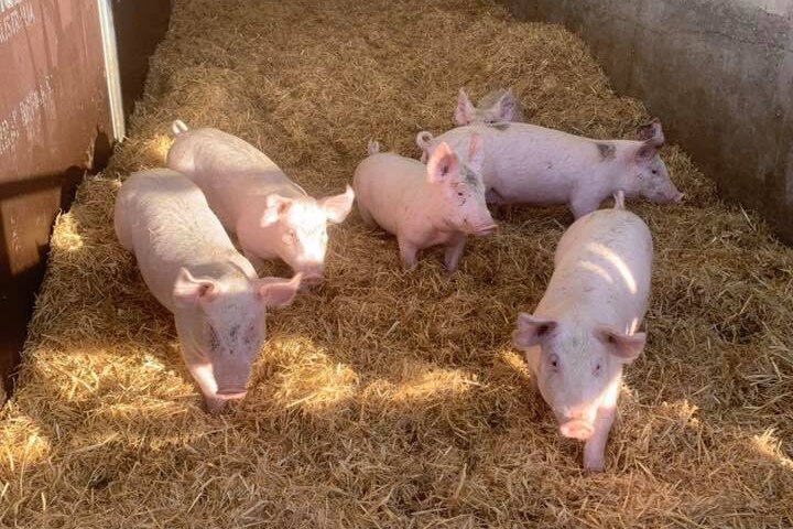 Small pigs in a pen with straw