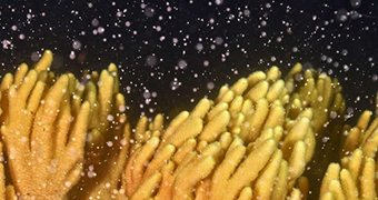 Yellow coral during a spawning event.