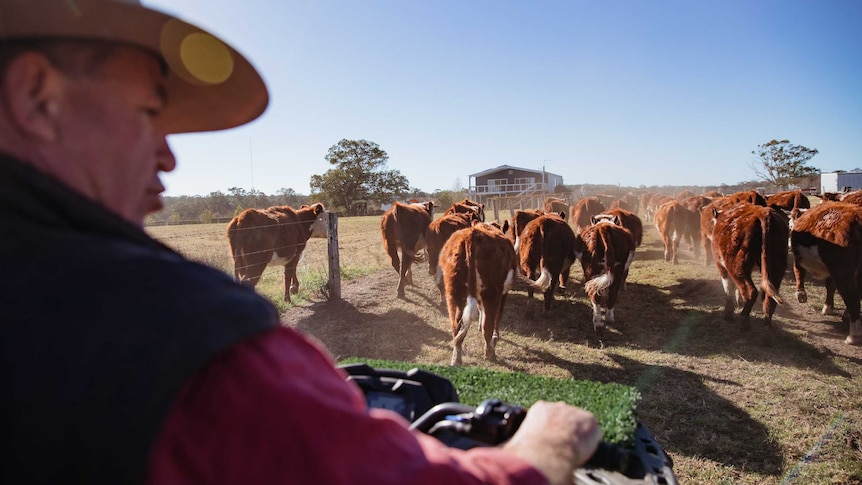 Cattle at Linga Longa