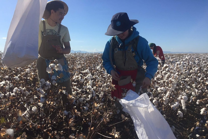 Close up of a worker picking cotton in a field.