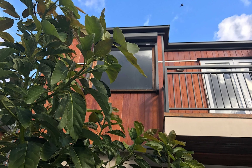 A tree in front of a townhouse in Melbourne's north east.