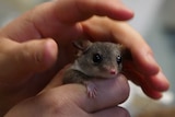 The head of a native marsupial poking out some woman's hands
