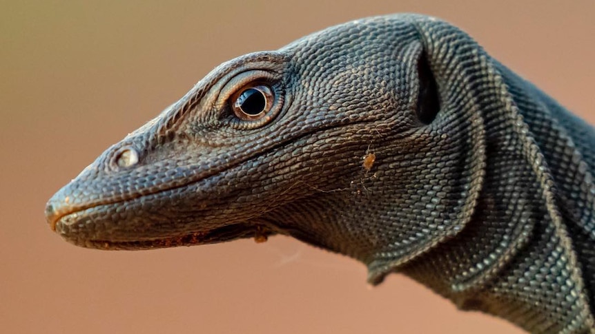A close up of a monitor lizard's head.