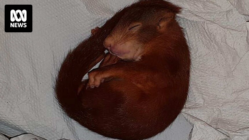German police rescue man being chased by baby squirrel