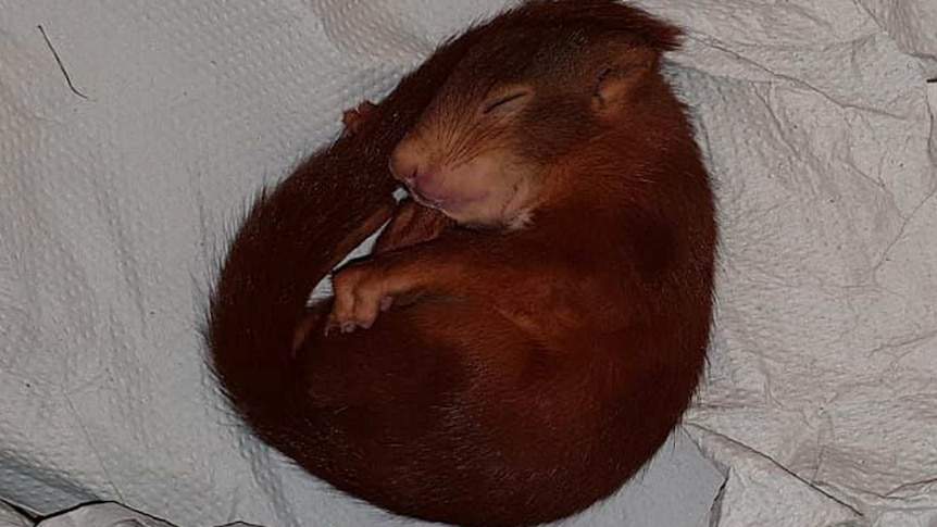 Baby squirrel is seen sleeping
