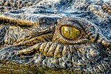 A closeup of a crocodile's eye.