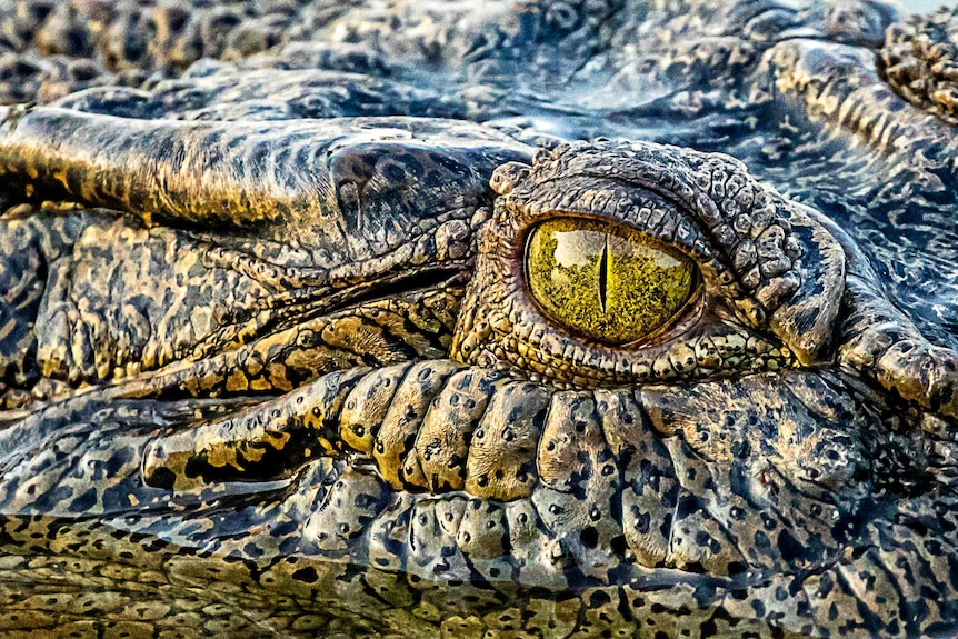Close up of a crocodile's eye