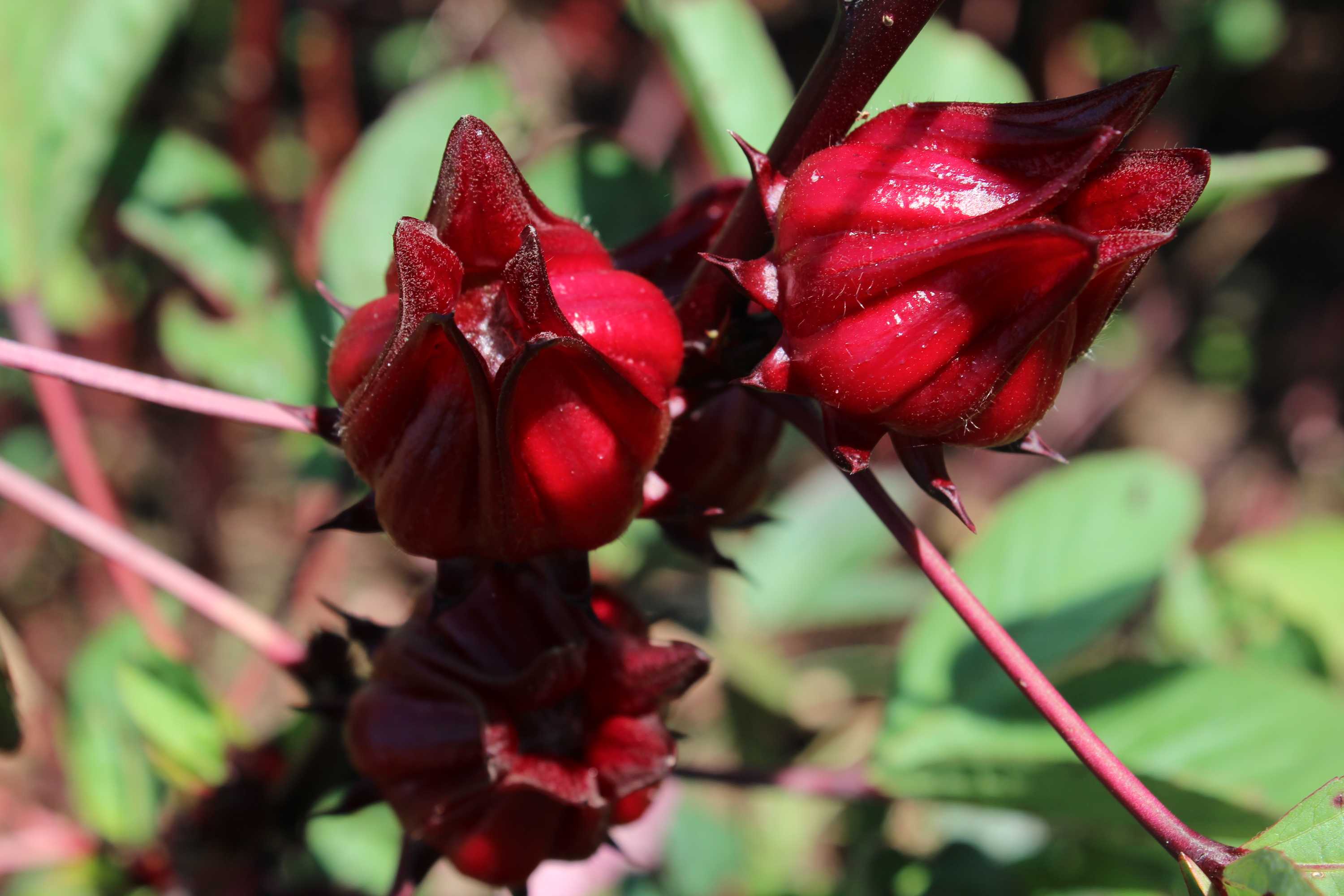 Wildly Popular, The Rosella Hibiscus Used In Aussie Bush Tucker Hails ...