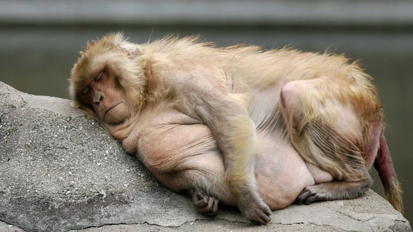 The monkeys packed on the kilograms after being fed fatty snacks by visitors.