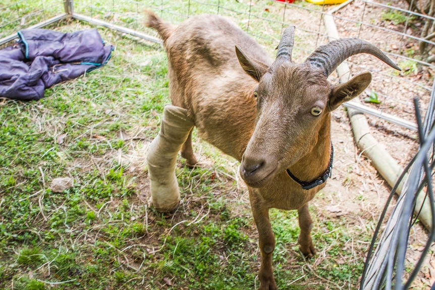 One of the goats is being nursed back to health after breaking his leg.