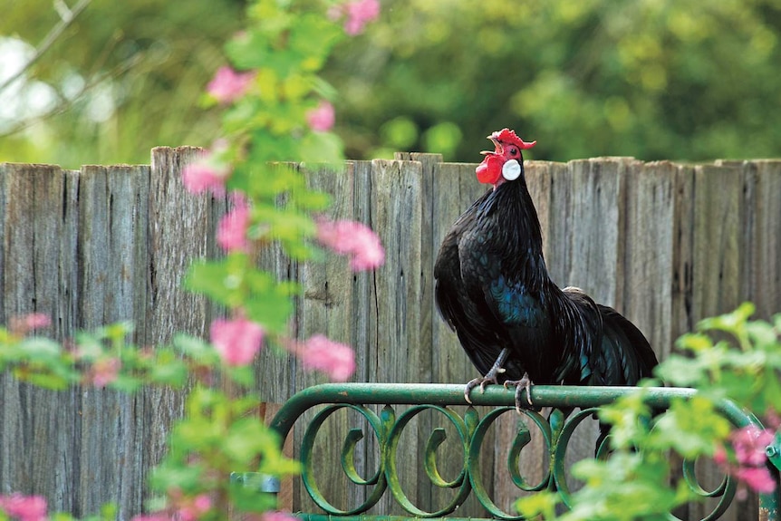 A rooster perched on a garden fence tips his head back and crows