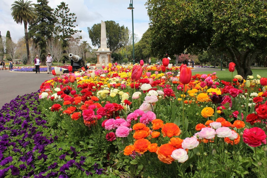 A thick carpet of flowers growing in a public garden.