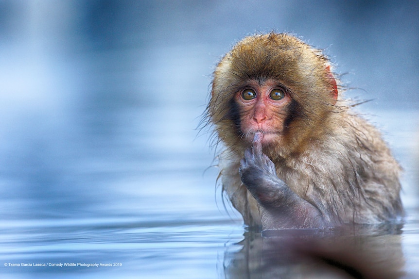 A monkey sits in water with it's index finger on it's chin, looking as if it's contemplating something.